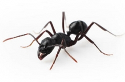 Controle de pragas - Formiga carpinteira (Camponotus spp.)