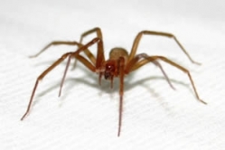 Controle de pragas - Aranha marrom (Arachnida)