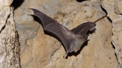 Controle de pragas - Morcego (Tadarida brasiliensis)