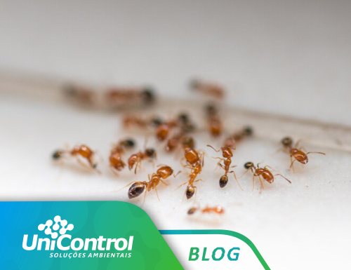 Seu condomínio está infestado de formigas? Saiba como evitar o surgimento desta praga!