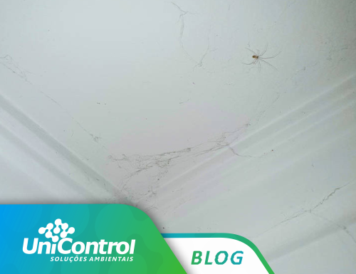 Como evitar o surgimento de teias de aranha em minha casa?