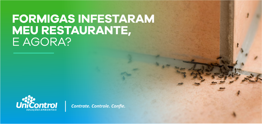 Formigas infestaram meu restaurante, e agora?