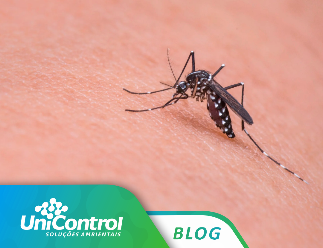Como identificar e prevenir a presença do mosquito da dengue