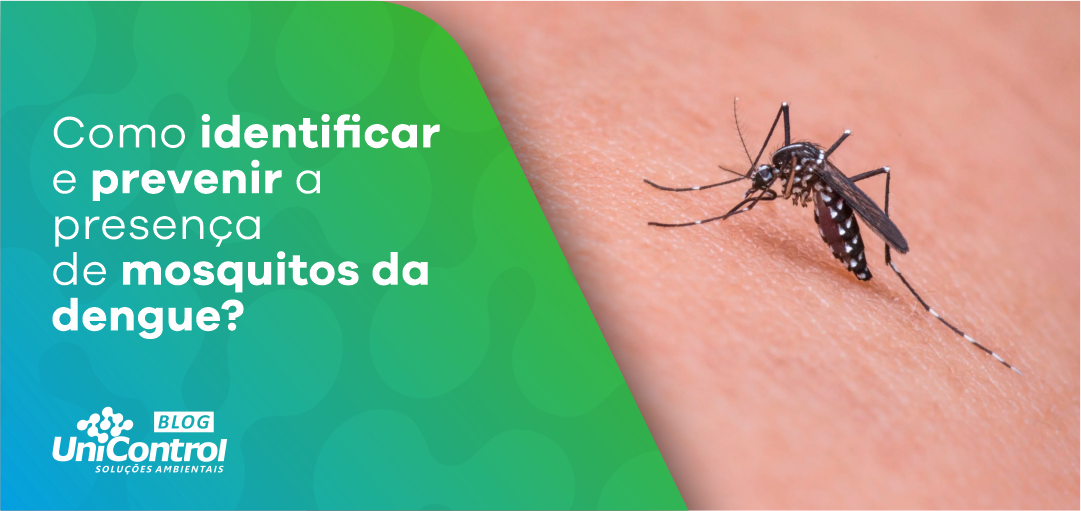 Como identificar e prevenir a presença do mosquito da dengue