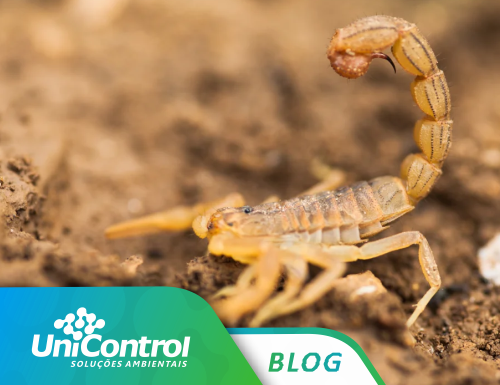 Escorpiões: onde costumam ficar?